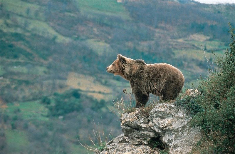 Catálogo Galego de Especies Ameazadas