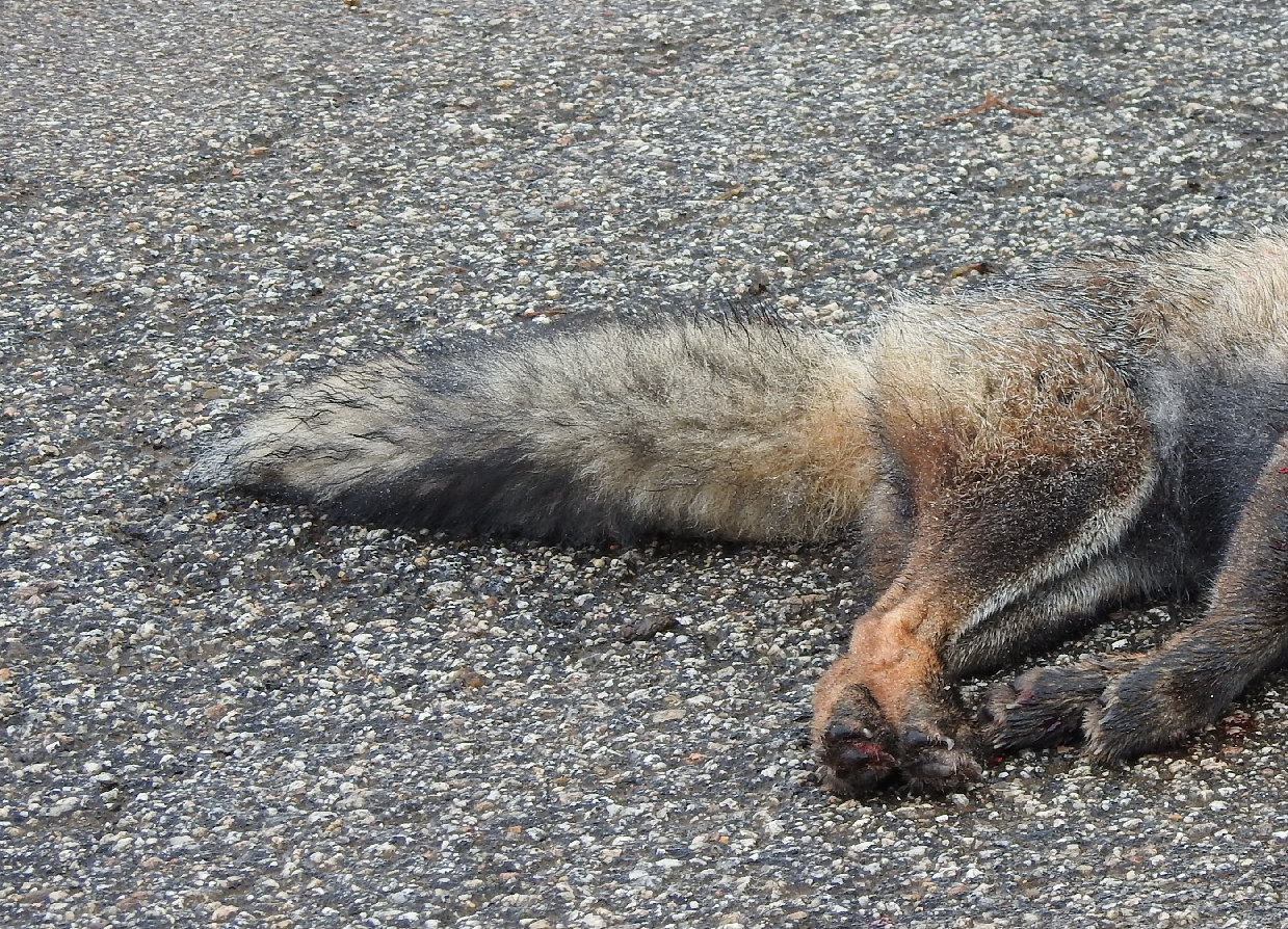 Censo de fauna atropelada