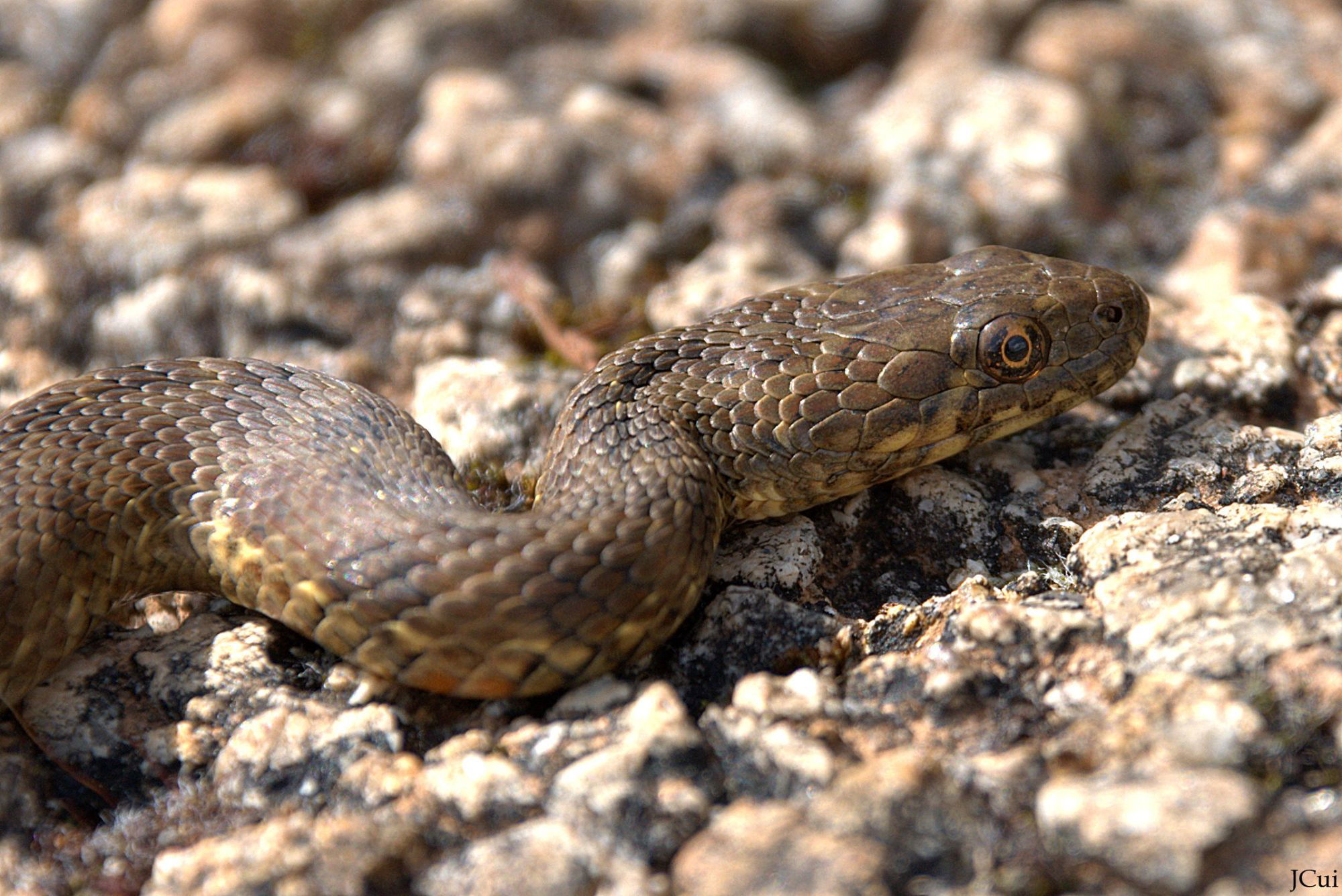 Natrix maura, a experta pescadora