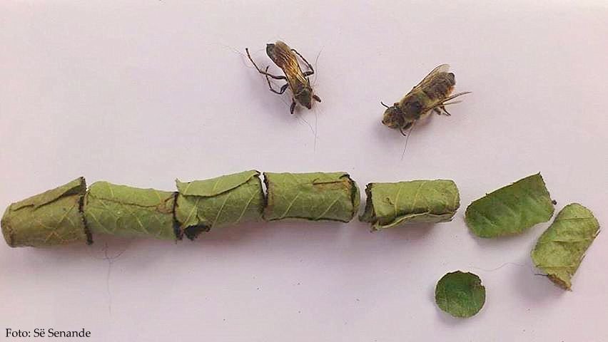 As Megachile, as abellas cortadoras de follas
