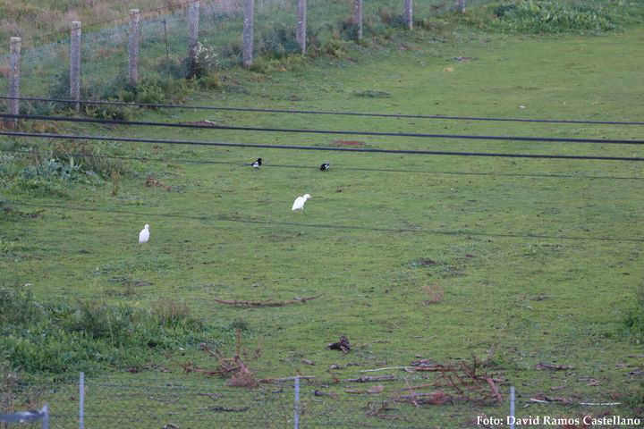 A visita das garzas boieiras a Silleda