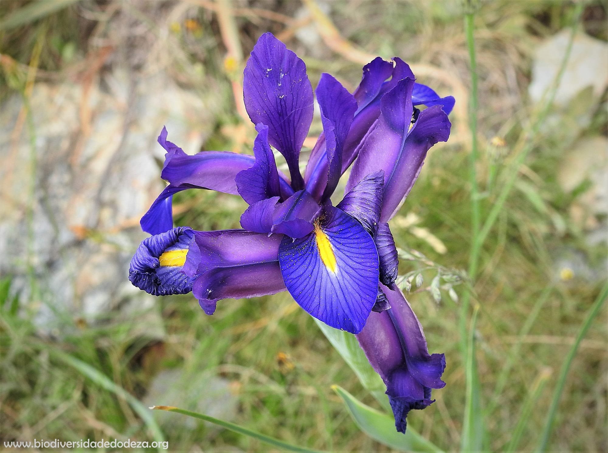O lirio de monte (Iris boissieri)