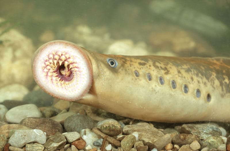 As lampreas de Portodemouros - Biodiversidade do Deza