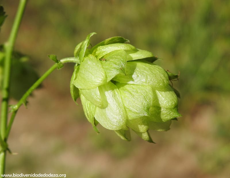 Humulus lupulus - Biodiversidade do Deza