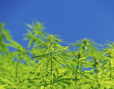 Knowing More About Hemp Cultivation image