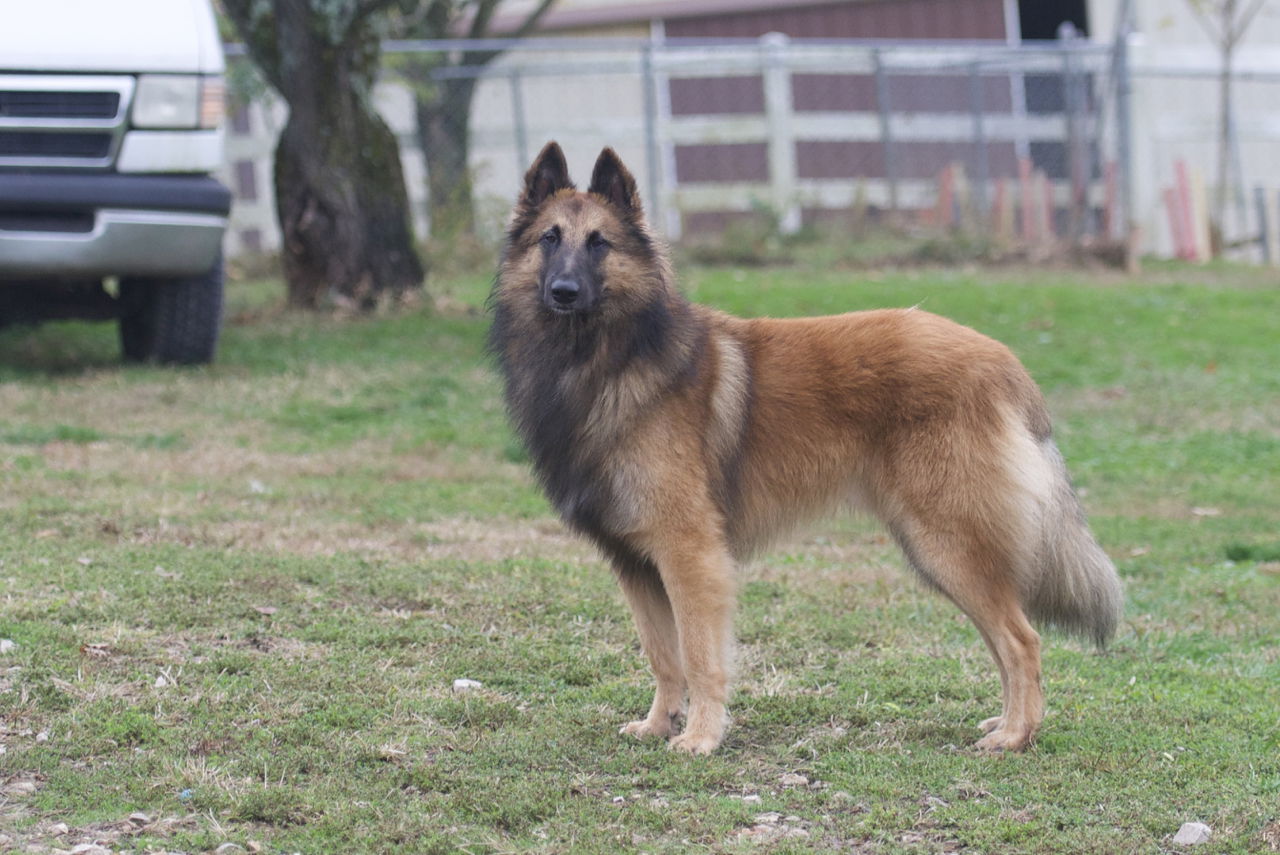 Aftershock hot sale belgian tervuren