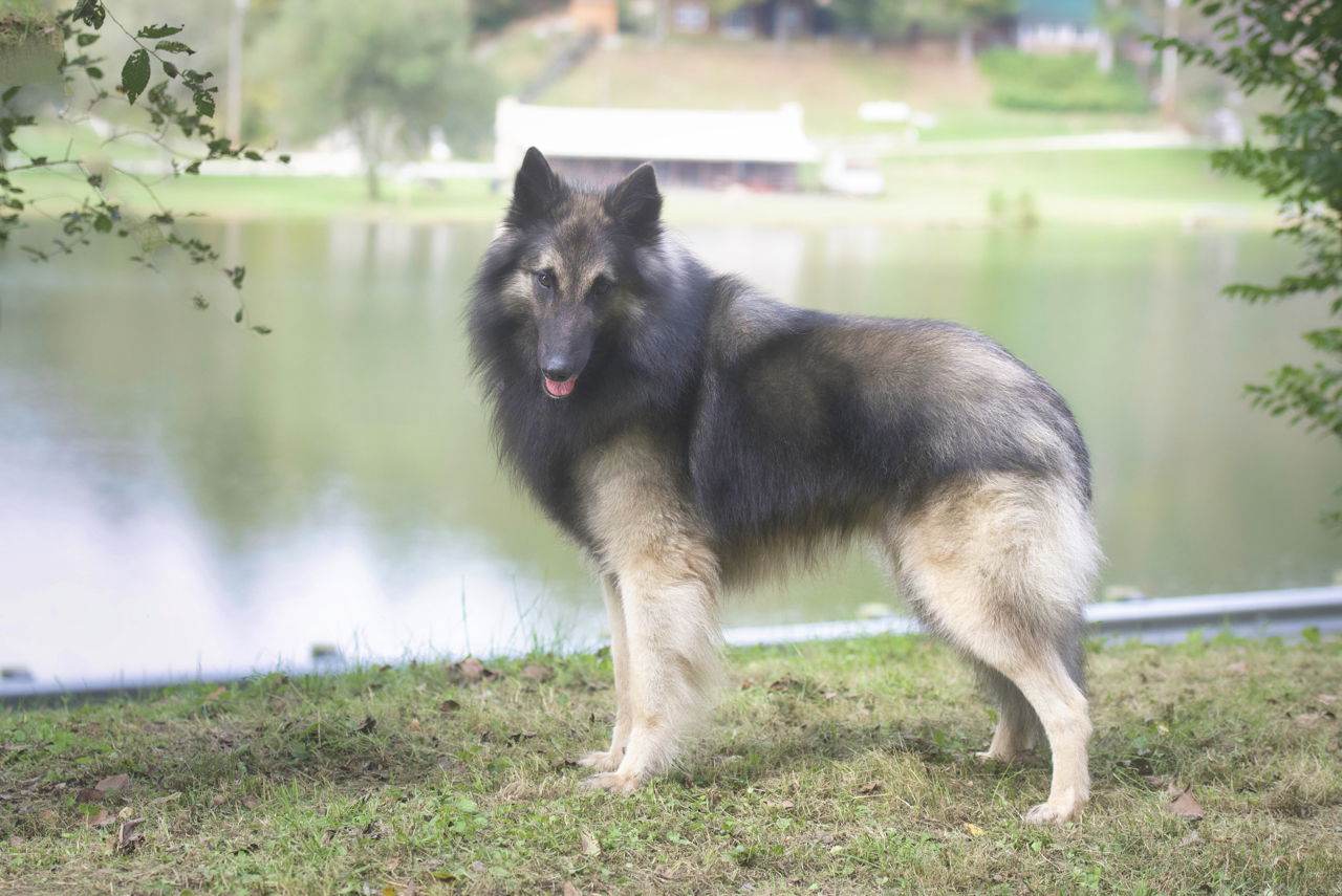 Aftershock discount belgian tervuren