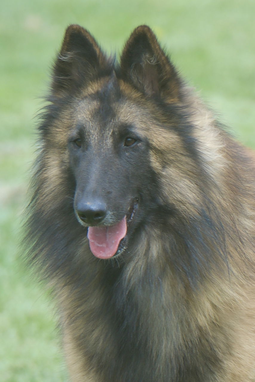 Aftershock hot sale belgian tervuren