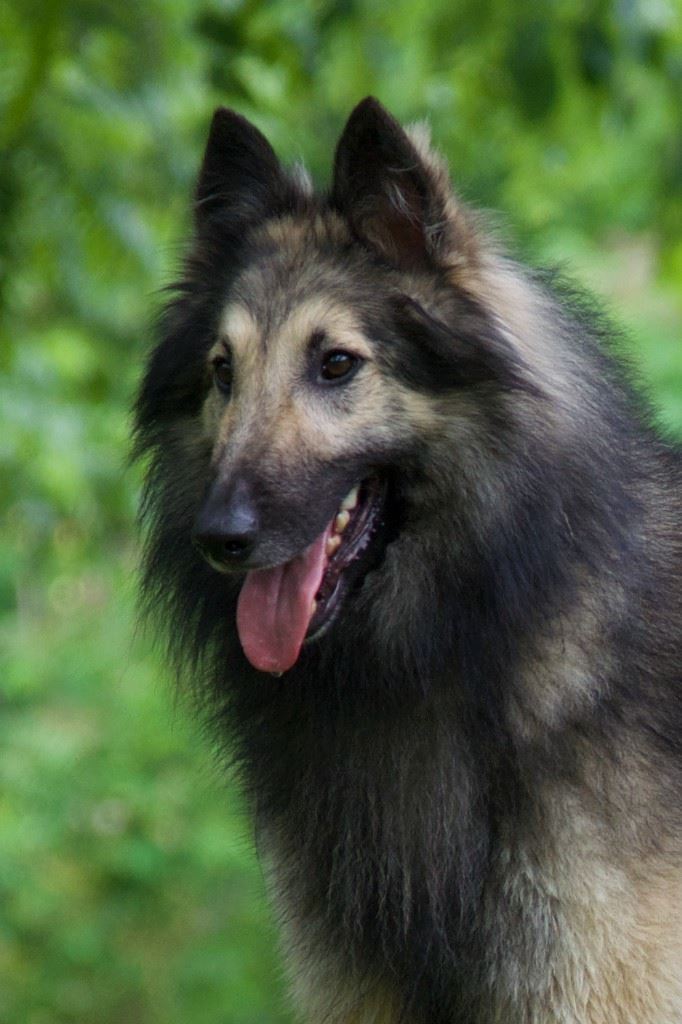 Aftershock sales belgian tervuren