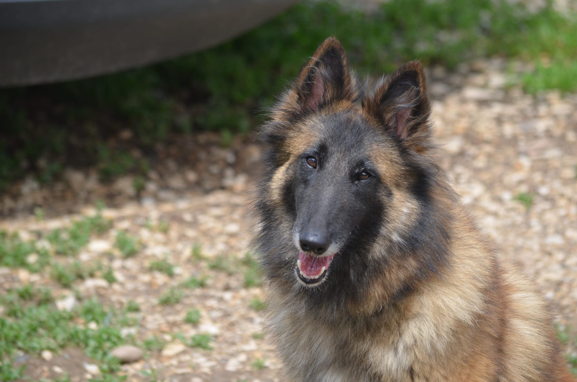 Aftershock sales belgian tervuren