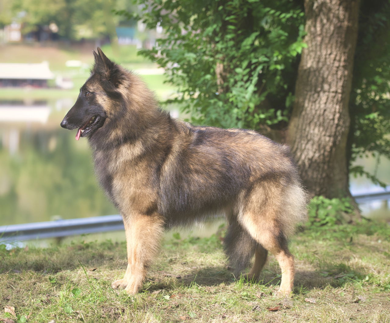 Aftershock store belgian tervuren