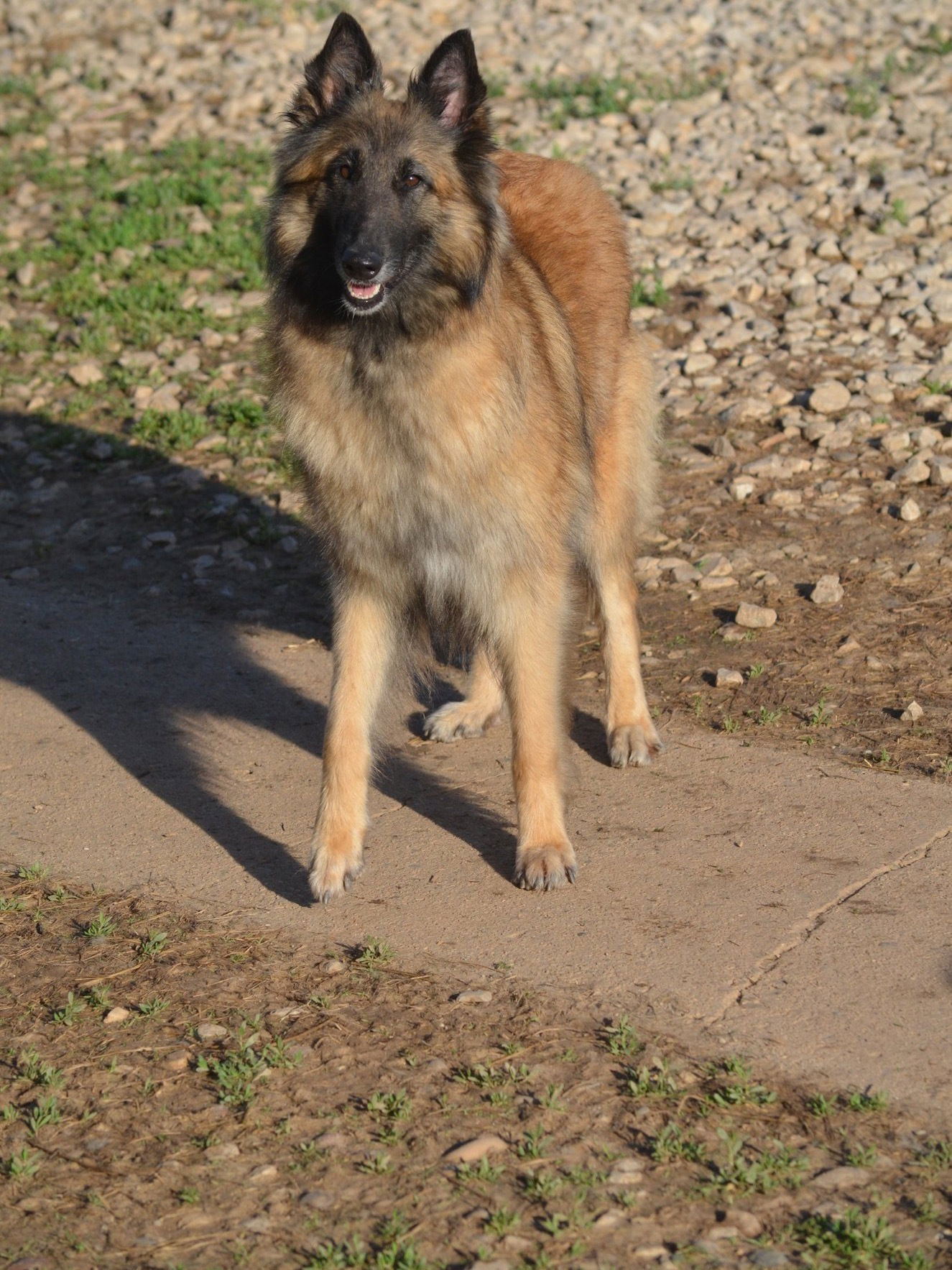 Aftershock hot sale belgian tervuren