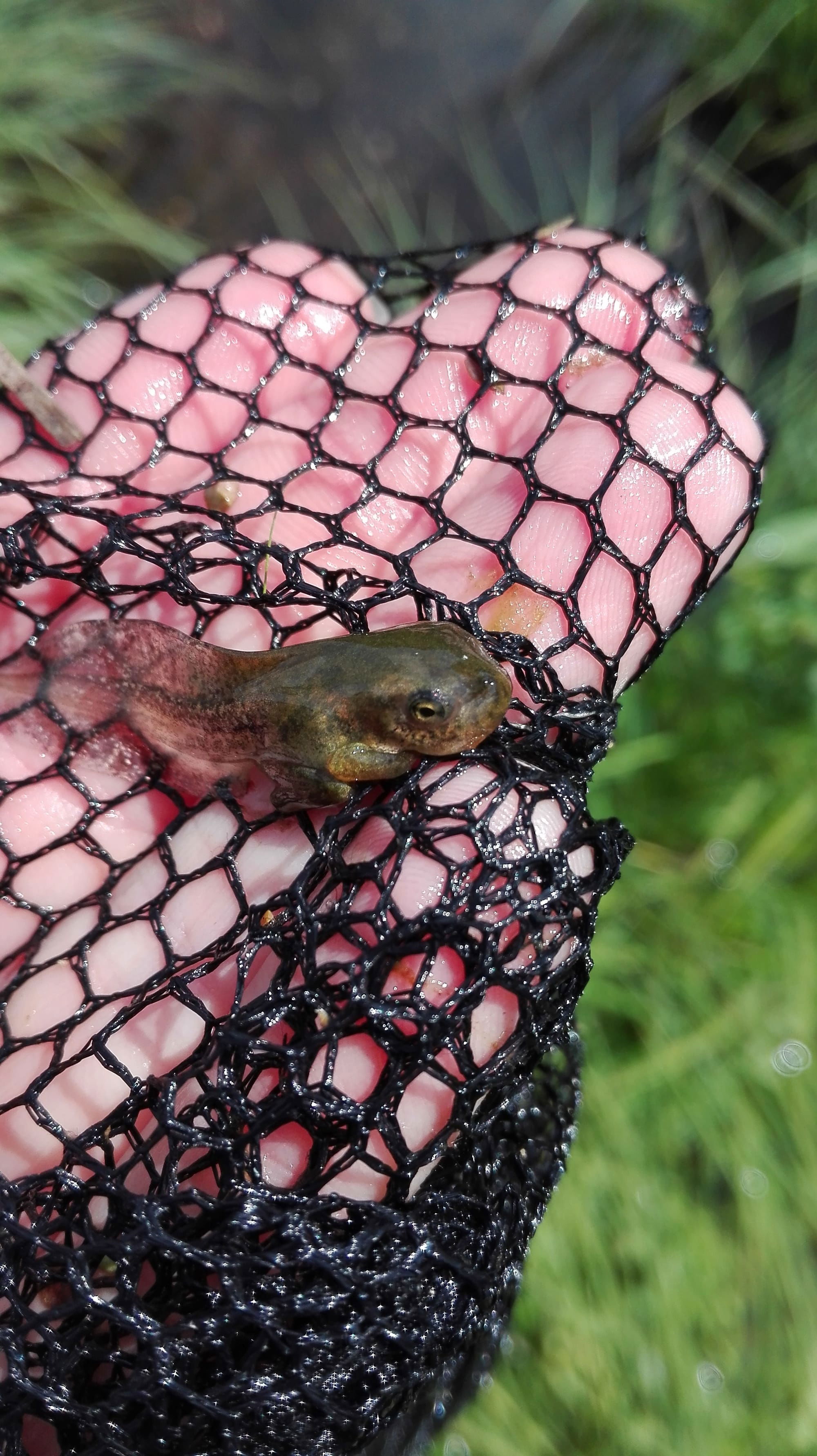 Suivi amphibiens - marais de Montbreyzieu - CEN Rhône-Alpes