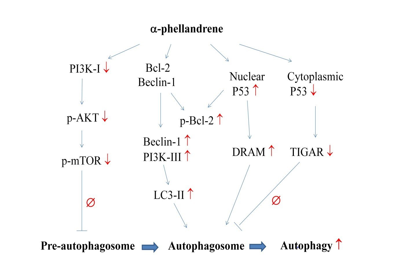 Induction of alpha-phellandrene on autophagy in human liver tumor cells