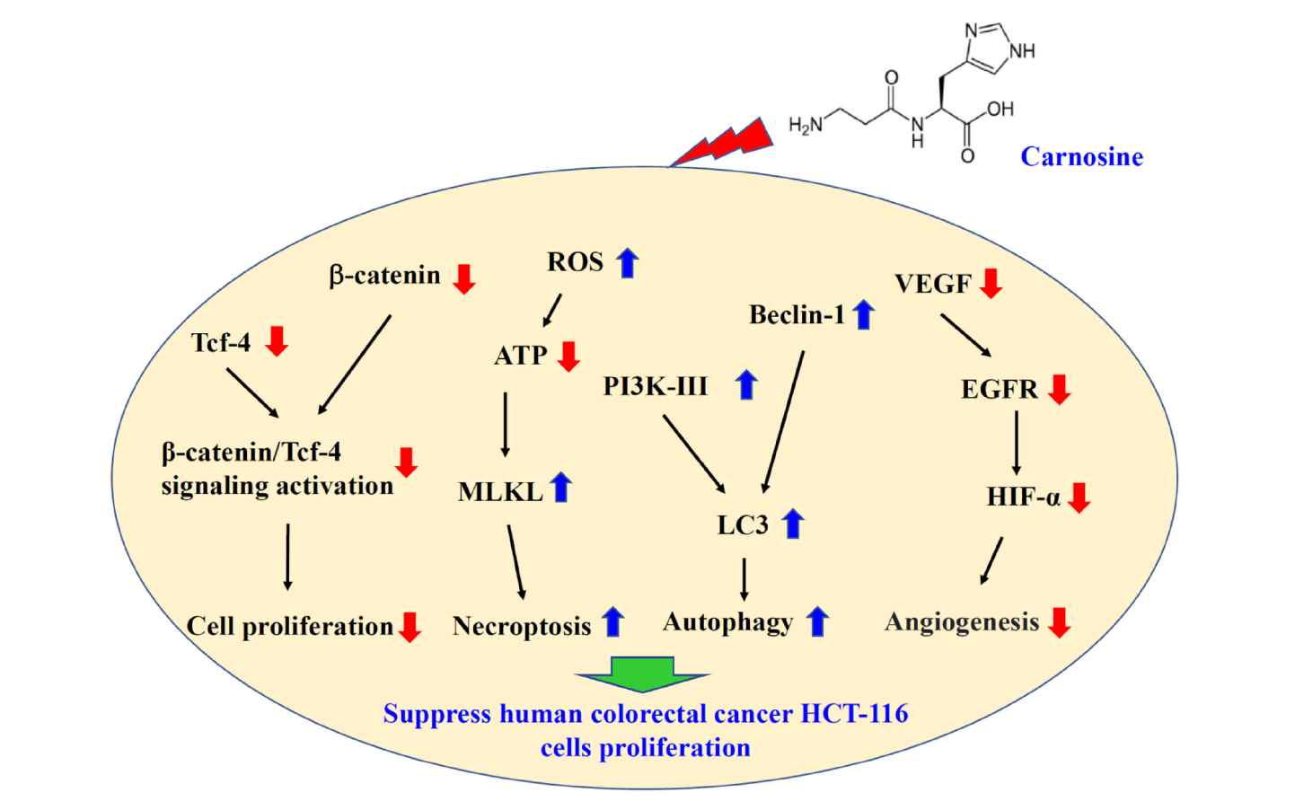 Carnosine suppresses human colorectal cancer cell proliferation
by inducing necroptosis and autophagy and reducing angiogenesis