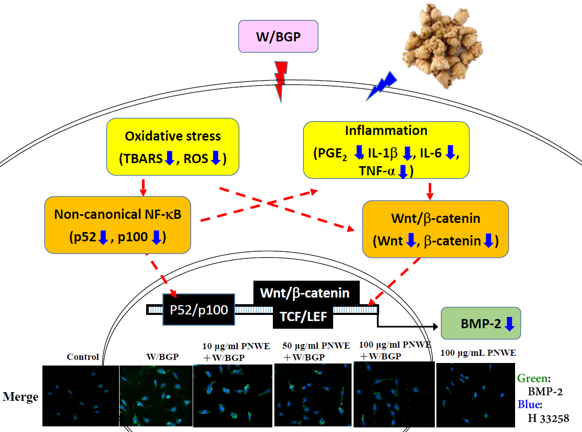 Panax notoginseng Suppresses Bone Morphogenetic Protein-2Expression in EA.hy926 Endothelial Cells by Inhibiting theNoncanonical NF-B and Wnt/-Catenin Signaling Pathways