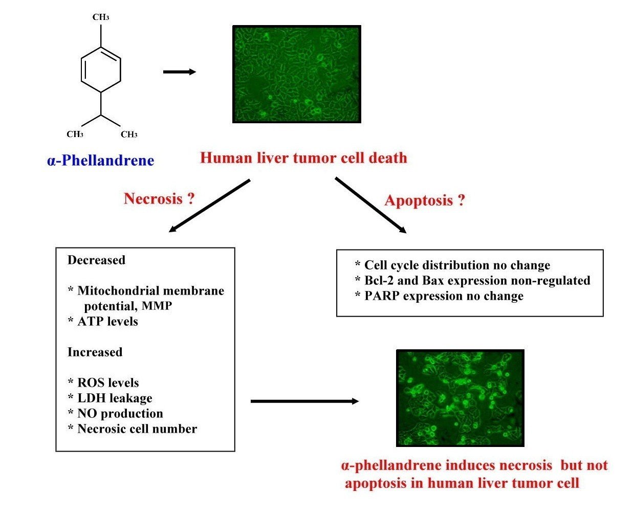 Induction of Necrosis in Human Liver Tumor Cells by α-Phellandrene