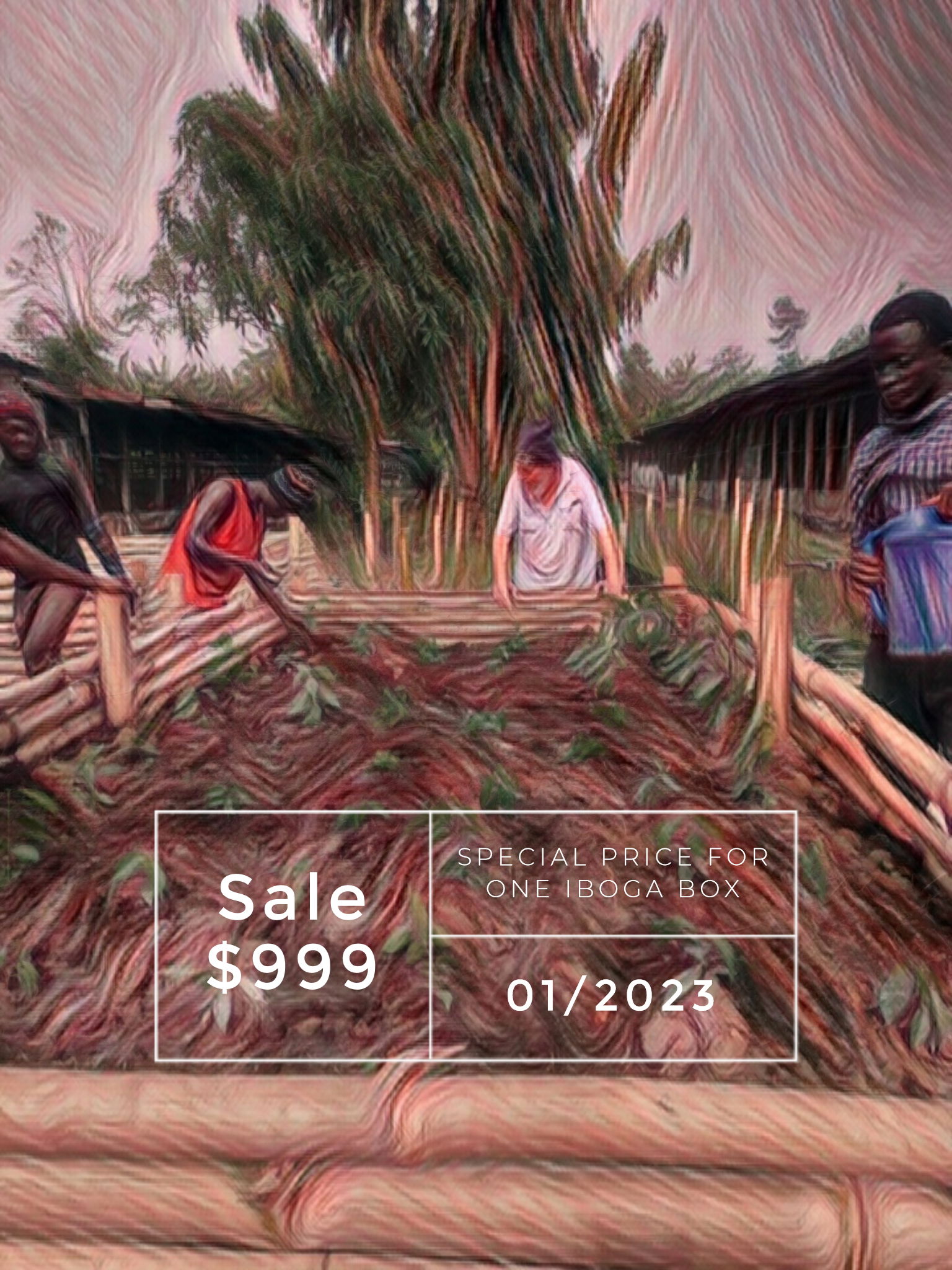 NFT Iboga Box $999.00 with 400 Plants in the Box