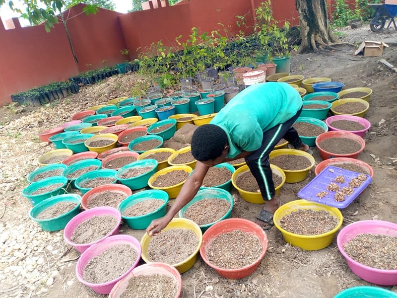 Bulk African Trade End of the Year Iboga Party