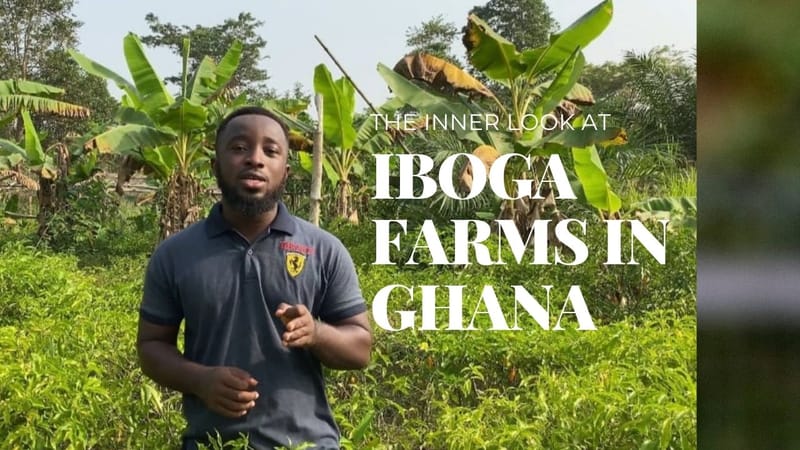 The Journey of Iboga Tabernanthe in Ghana West Africa