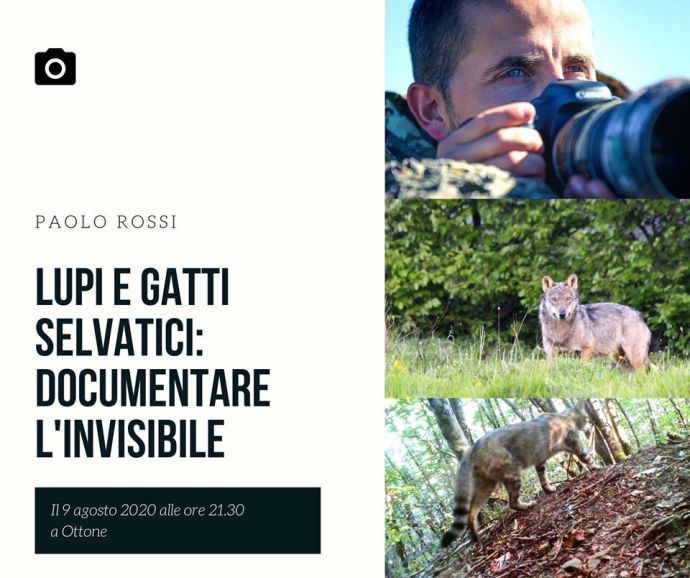 Lupi e gatti selvatici: documentare l'invisibile