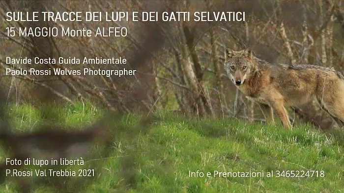 Lupi e Gatti Selvatici dell’Alfeo, sulle tracce dei predatori con Paolo Rossi Wolves Photographer