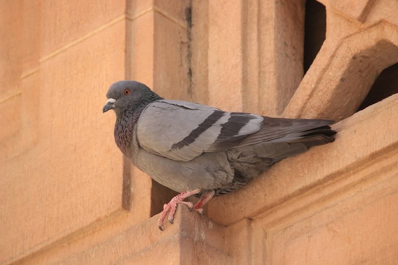 شركة مكافحة الطيور في جدة ، السعودية | سهر العالمية | 0556676529