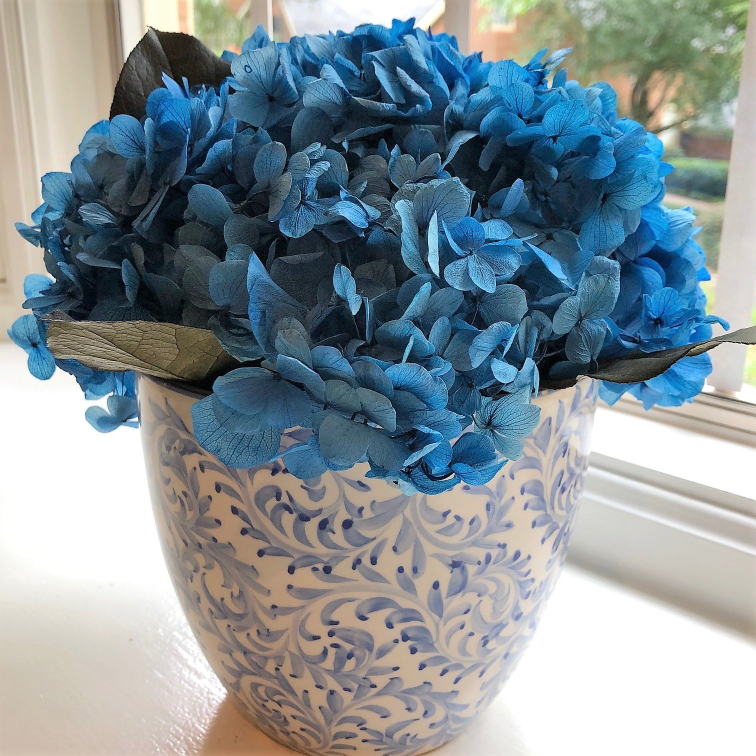 128 Blue hydrangea preserved in Blue and White vase
