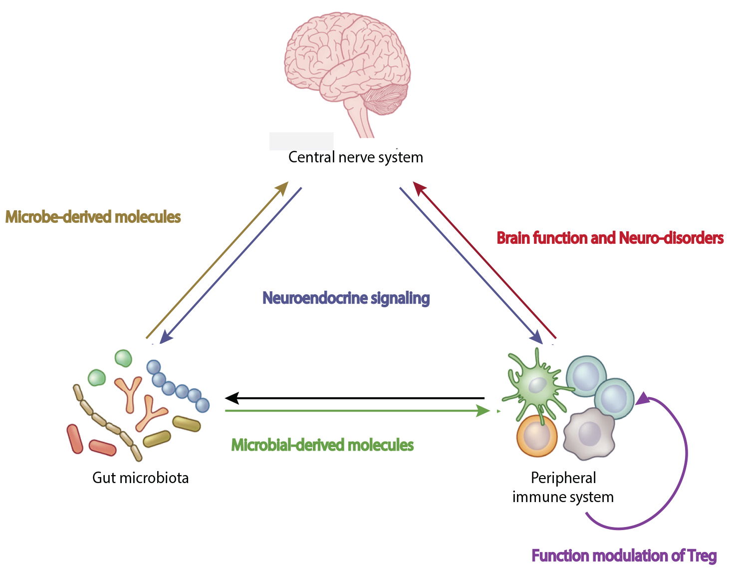 1. Interaction among gut microbiome, immune, and neuronal system (‘Immune-Gut-Brain’ axis)