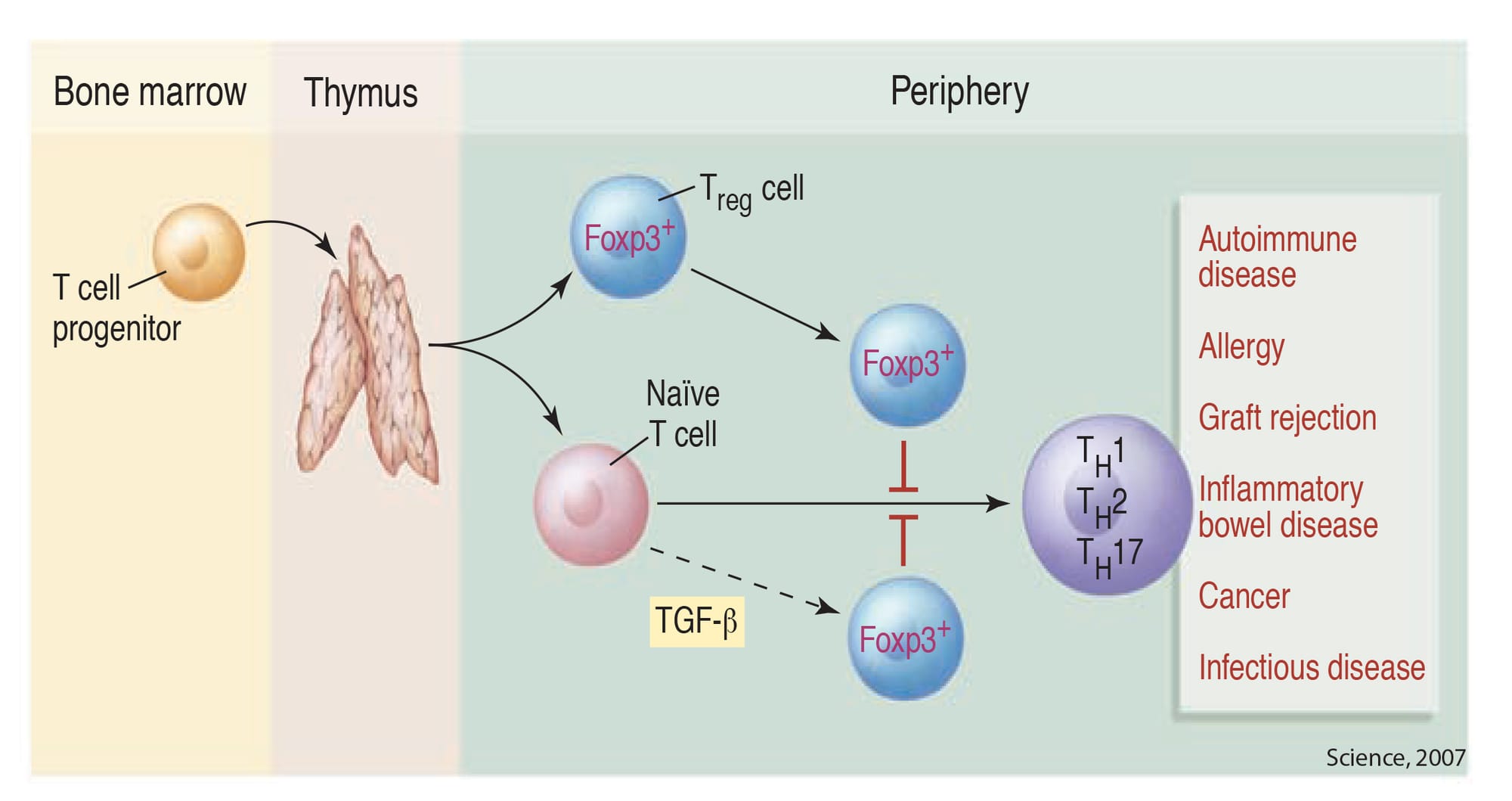 2. Regulatory T cells (Treg)