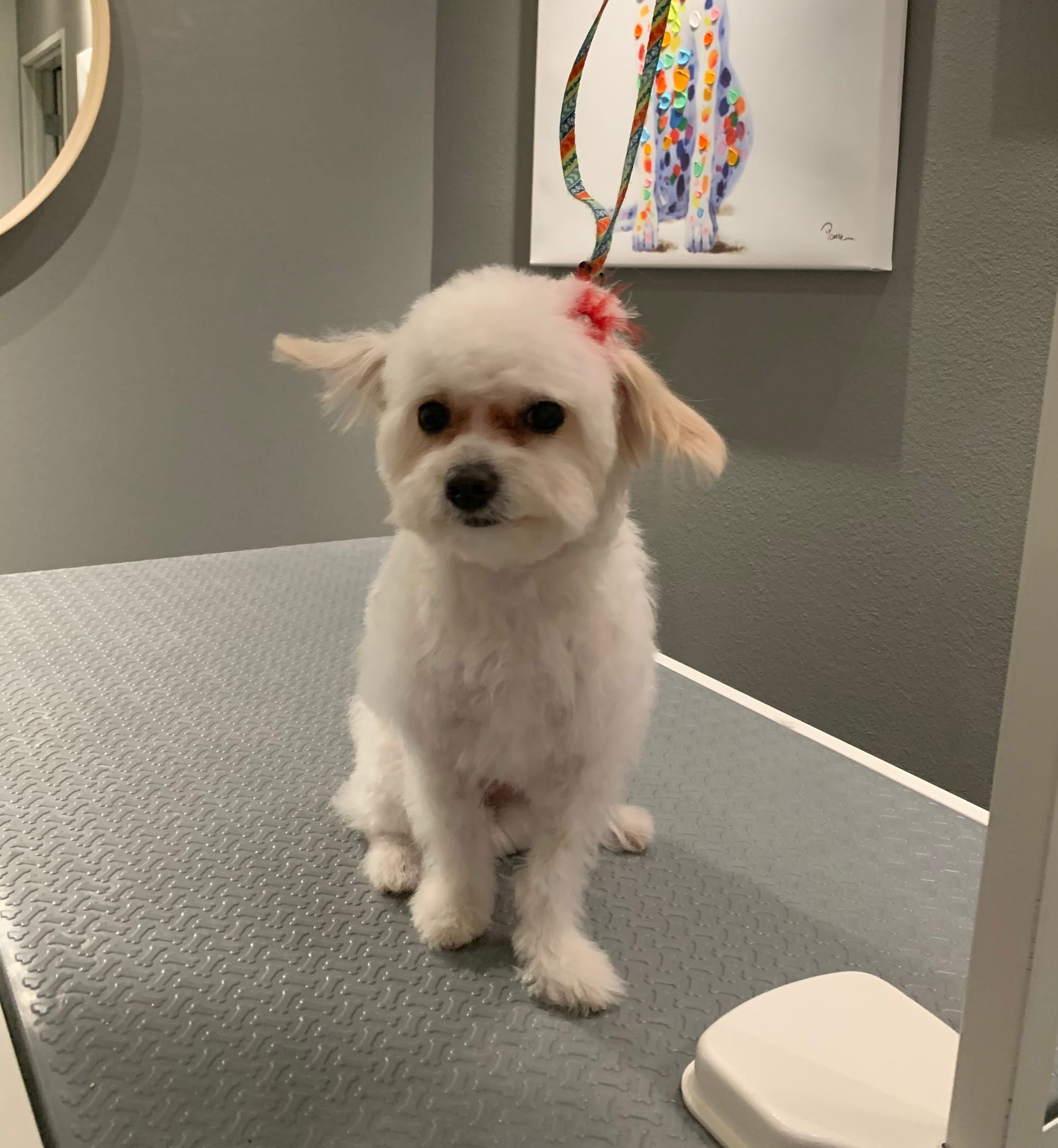 Maltipoo Haircut