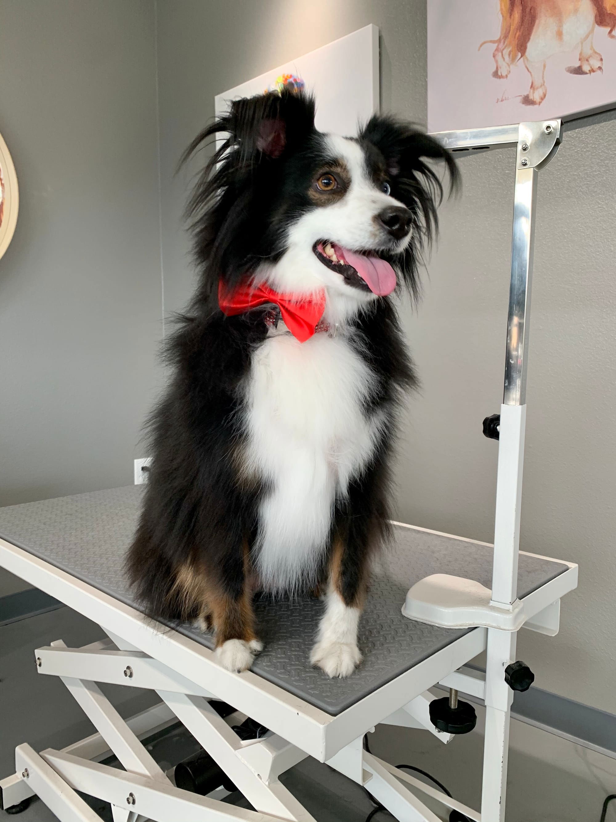 Australian Shepherd Bath & Brush