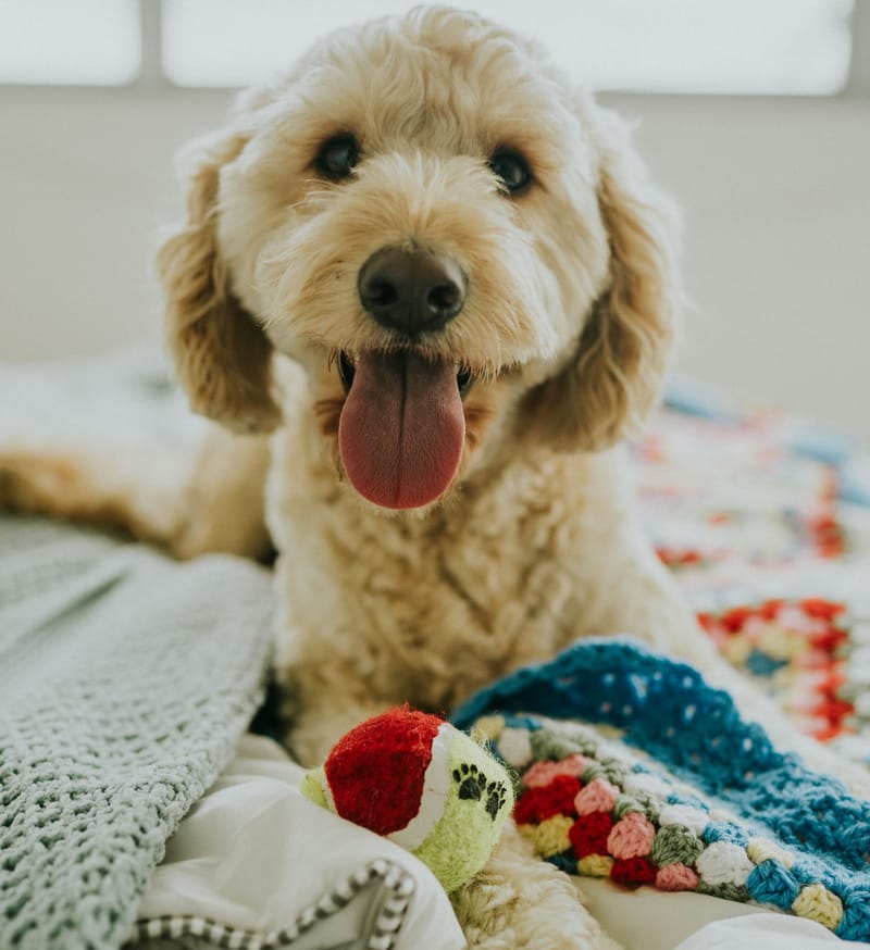 Why Do Dog Grooming Appointments Take So Long? Groom and Play