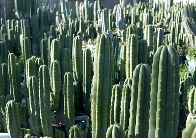 San Pedro Cactus image
