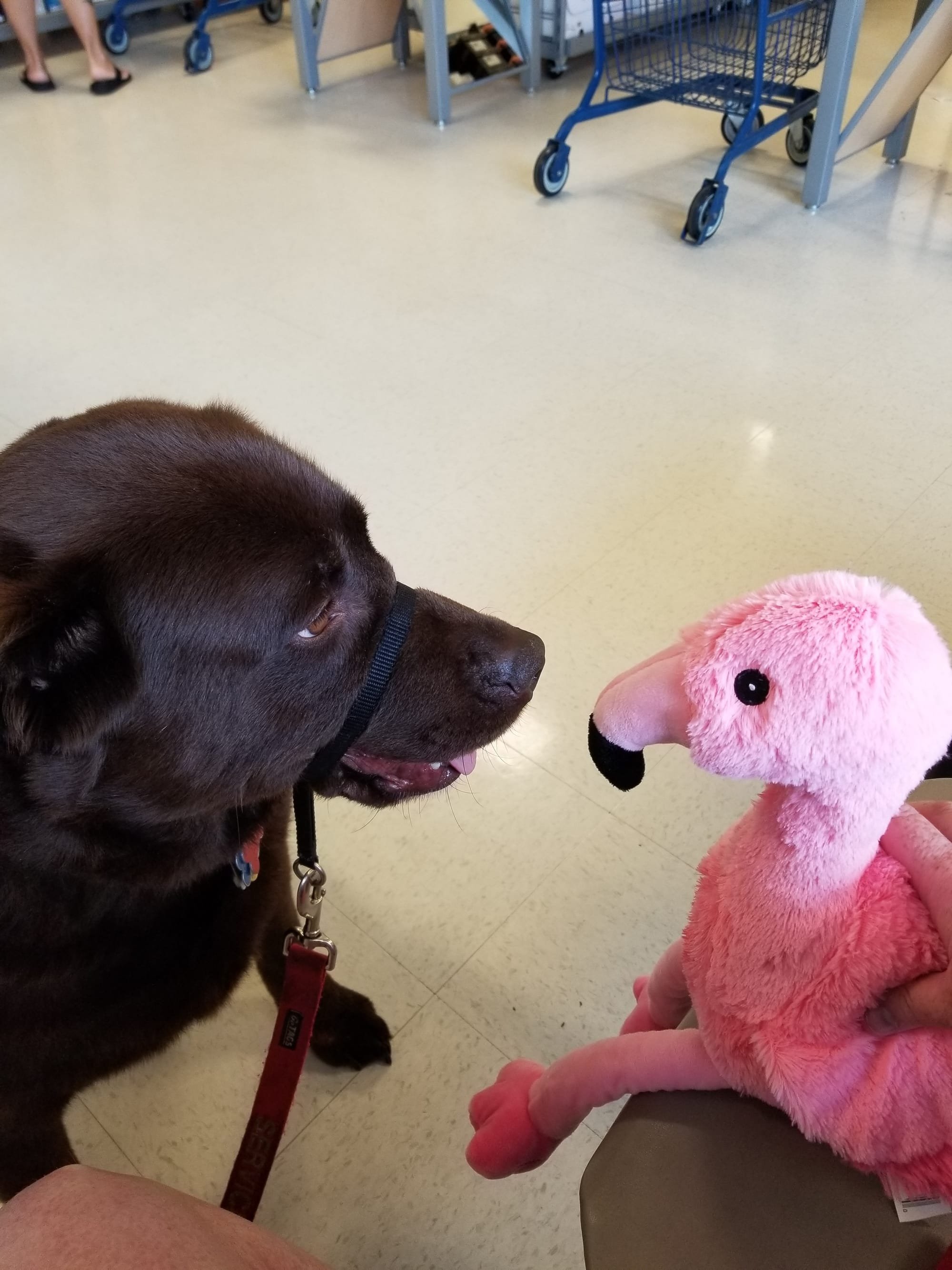 Grizzly with his flamingo, May 2019