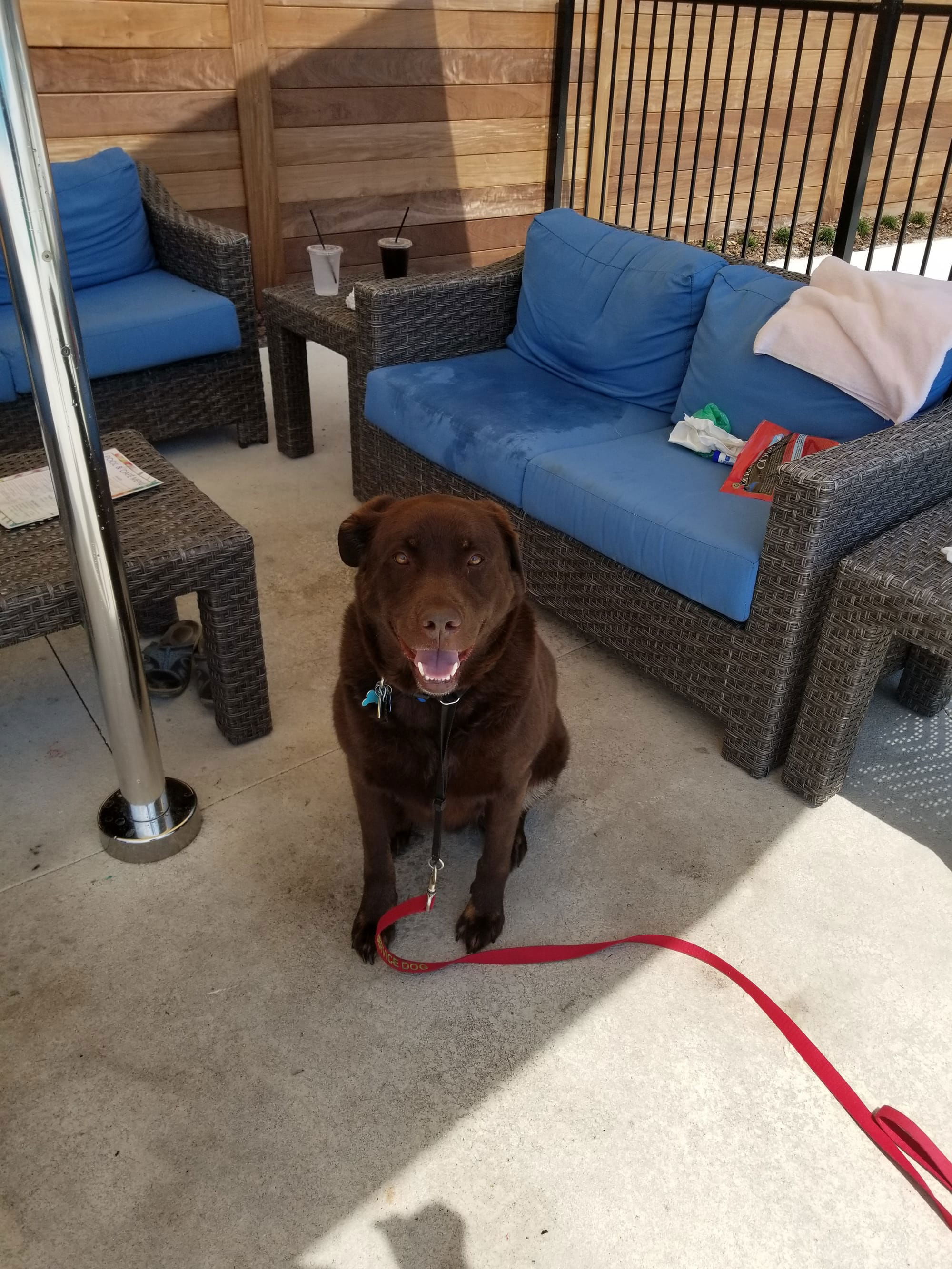 Grizzly at the pool, July 2018