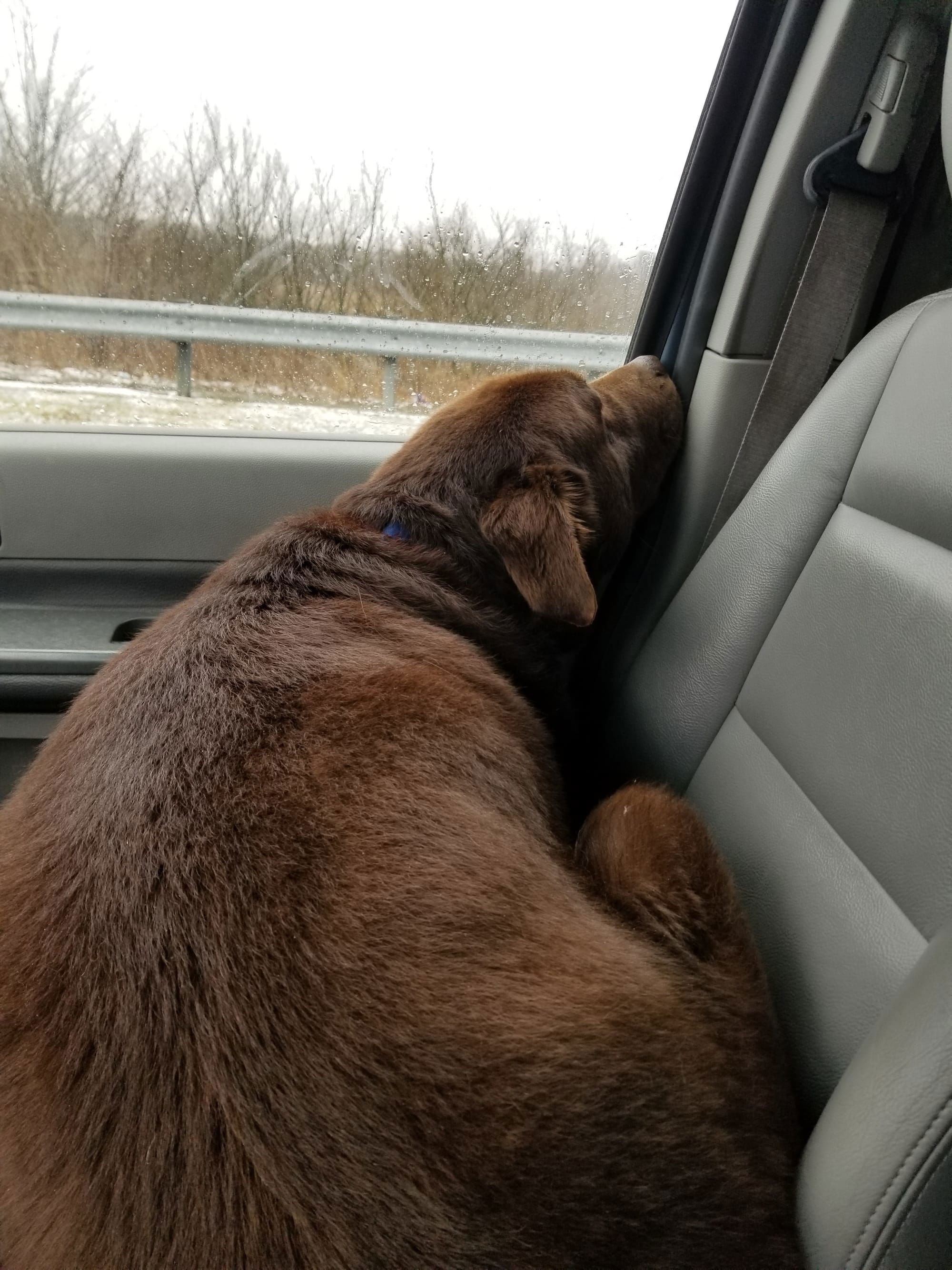 Mom tuckered him out shopping for Bear Bones Bakery!