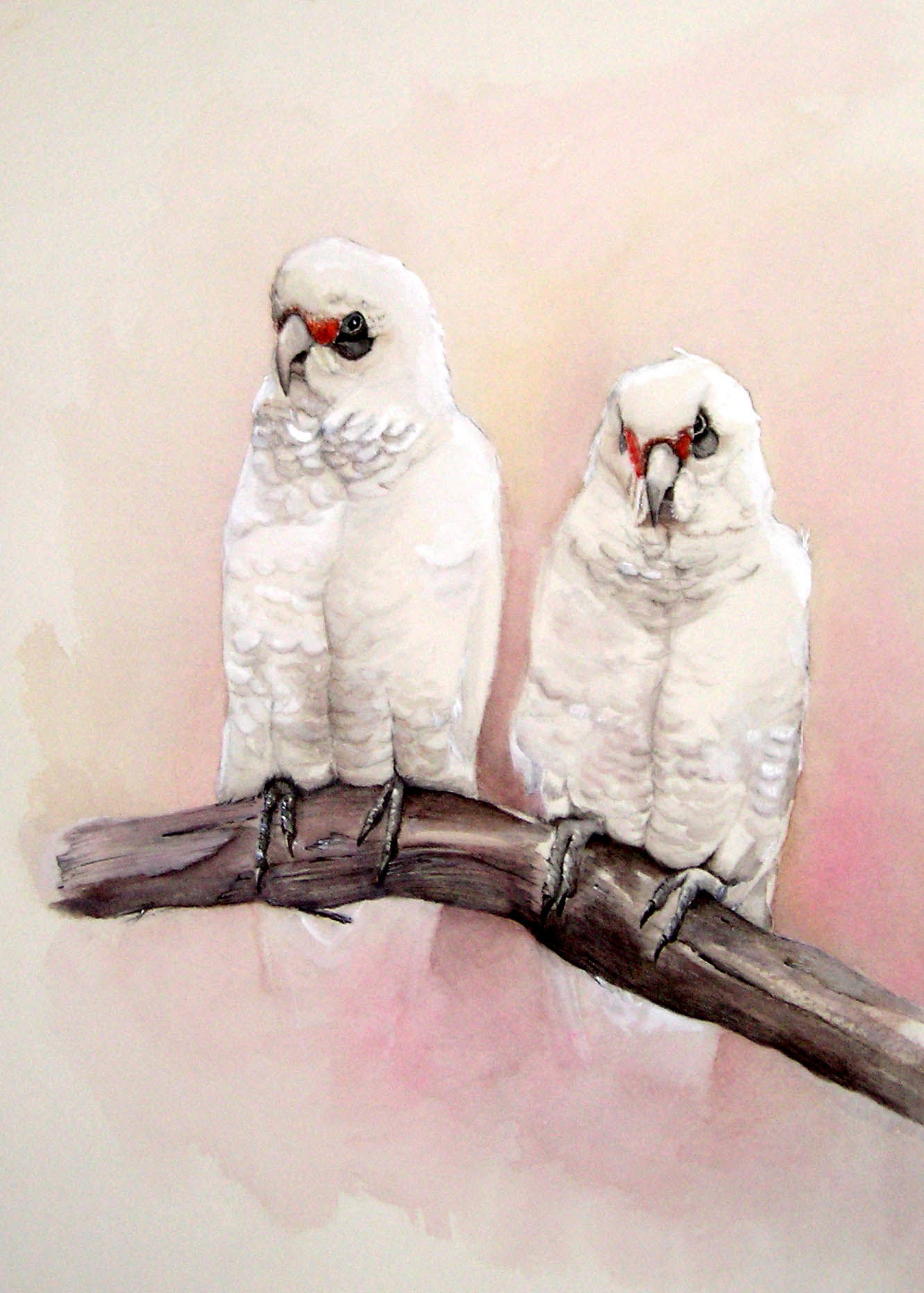 Little Corellas - SOLD