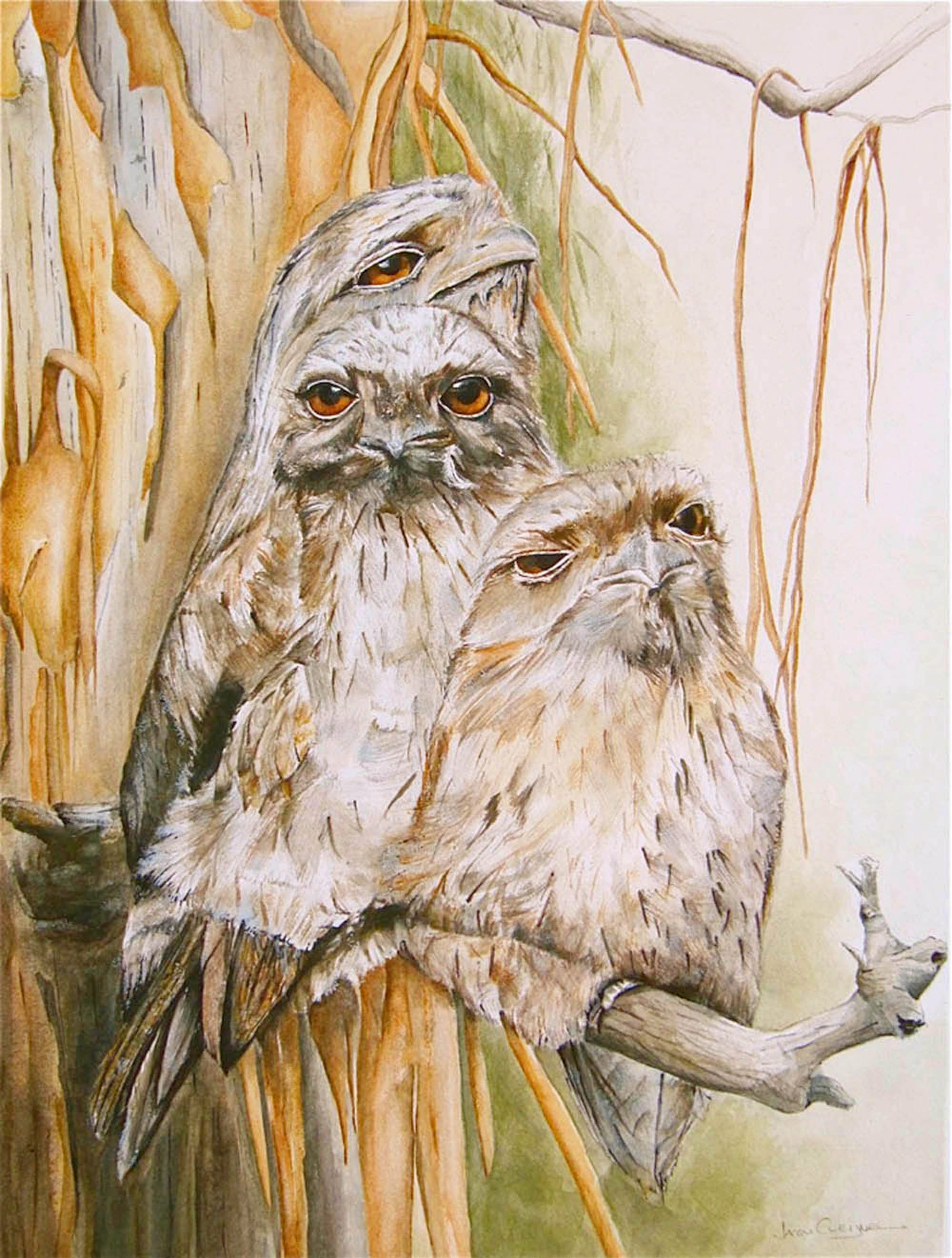 Tawny Frogmouth Family - SOLD