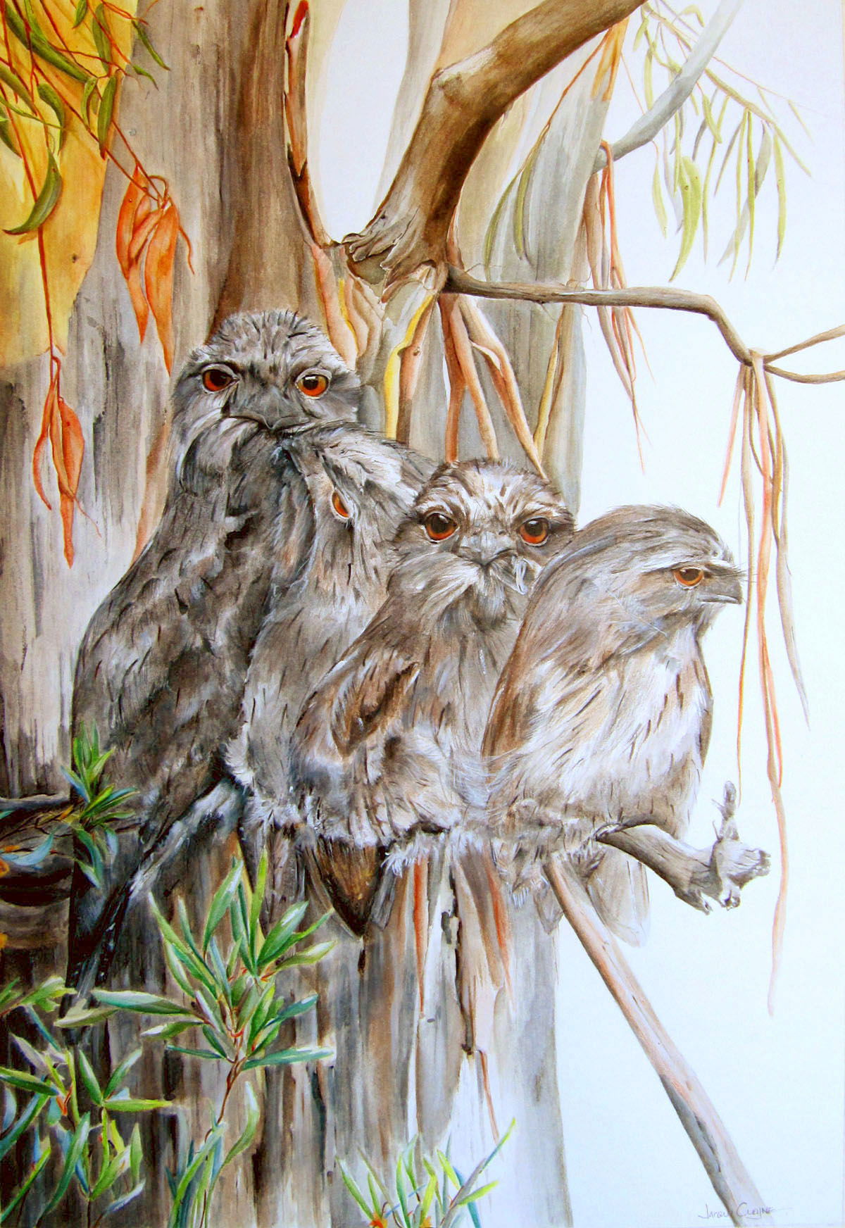 Tawny Frogmouth Series - SOLD