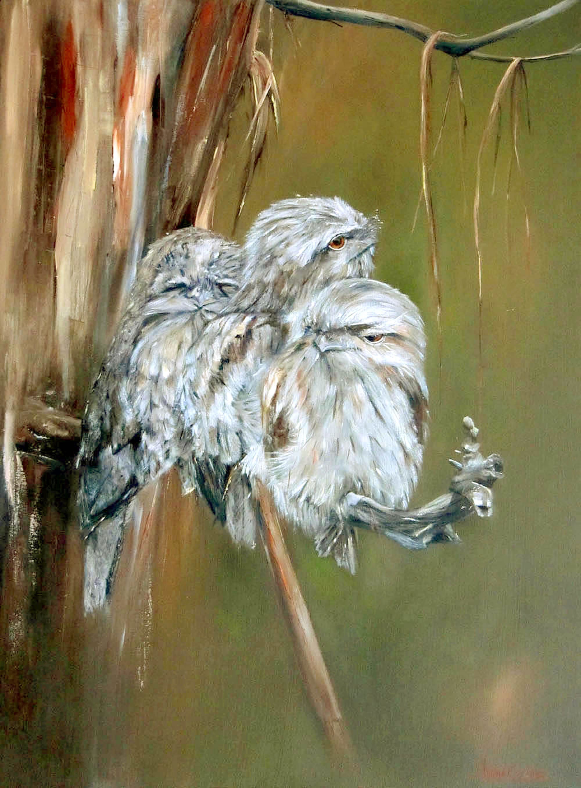 Tawny Frogmouth Series - SOLD