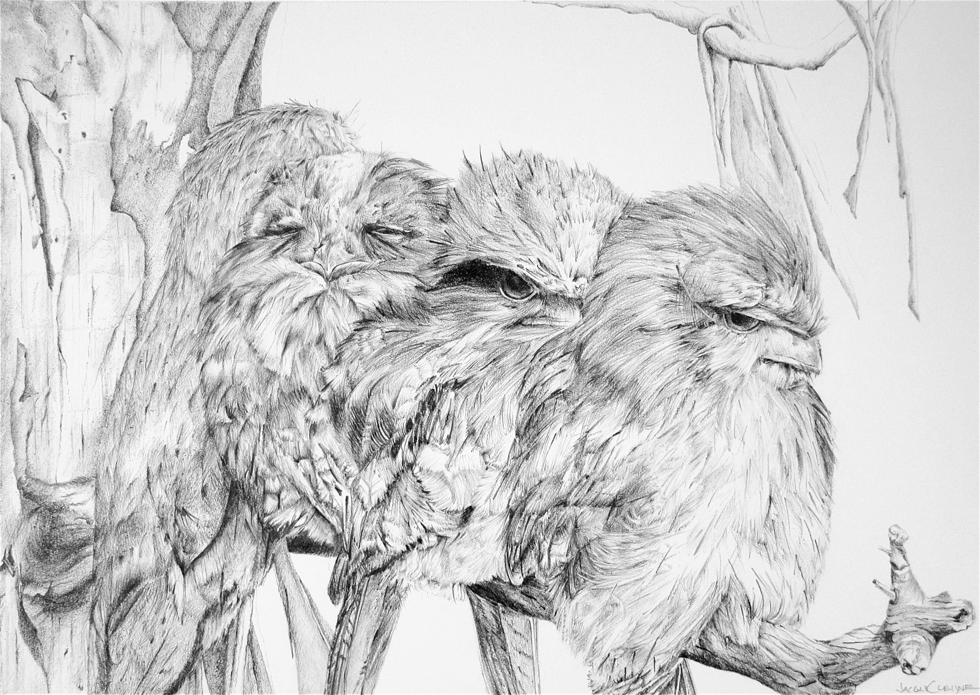 Tawny  Frogmouth Family Series - SOLD
