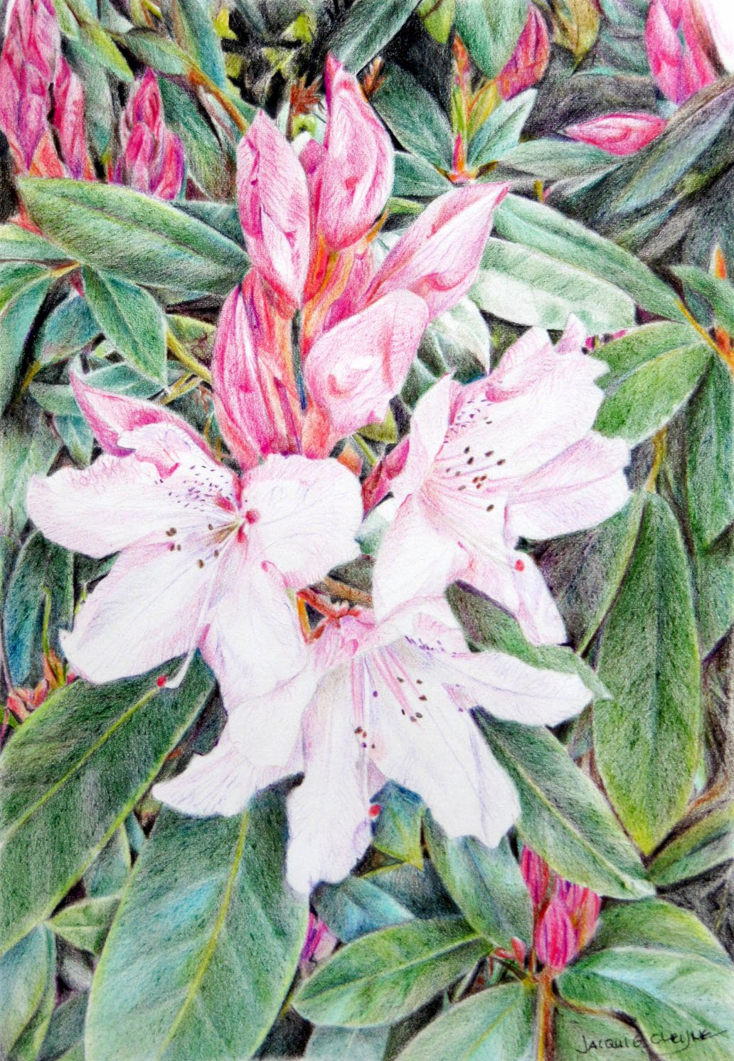 Rhododendron Beauty - SOLD