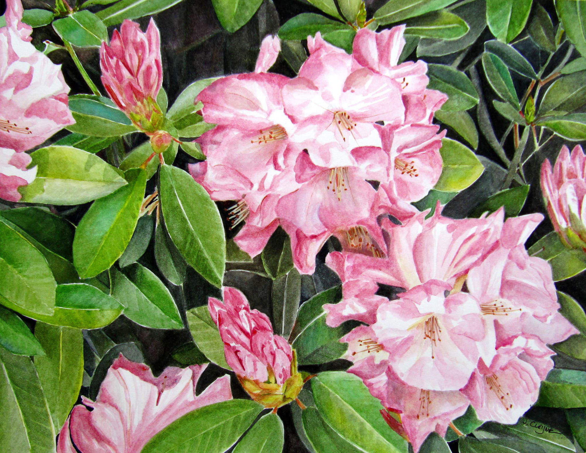 Rhododendron Delight - SOLD