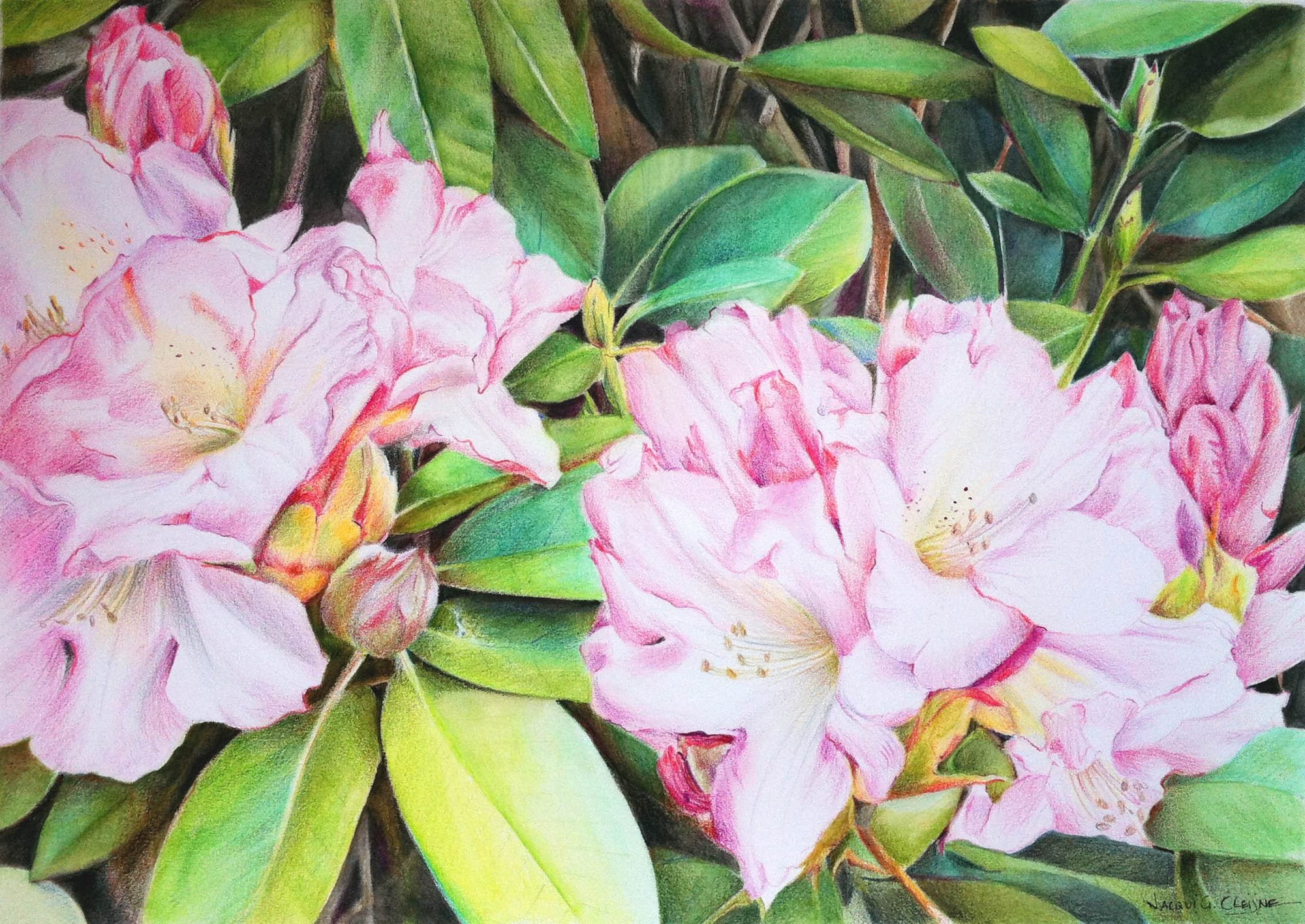 Rhododendrons - SOLD