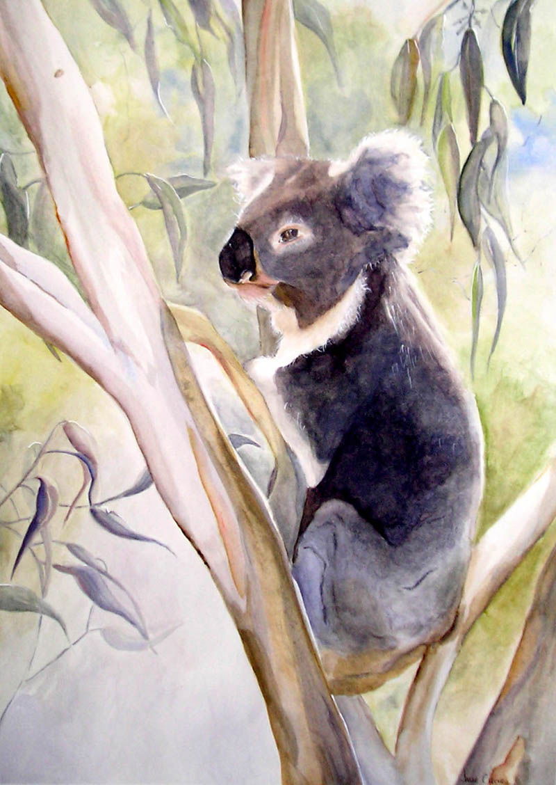 Peaceful Koala - SOLD