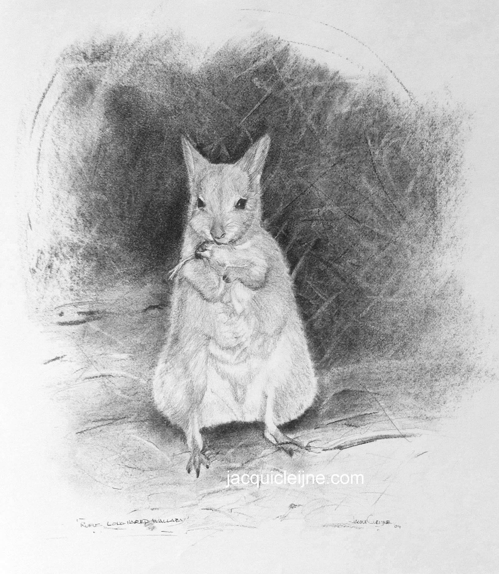 Rufus hare Wallaby - SOLD