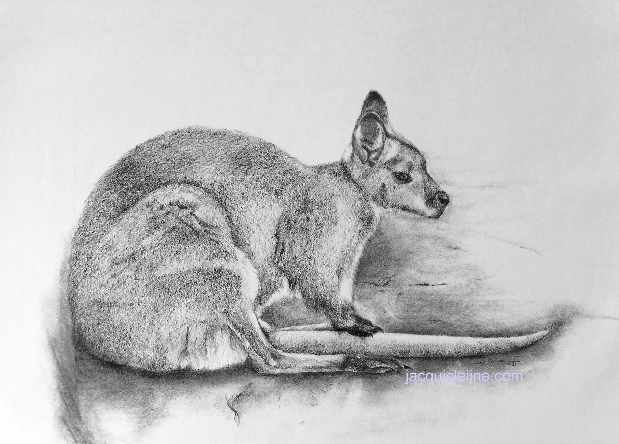 Bennetts Wallaby - SOLD
