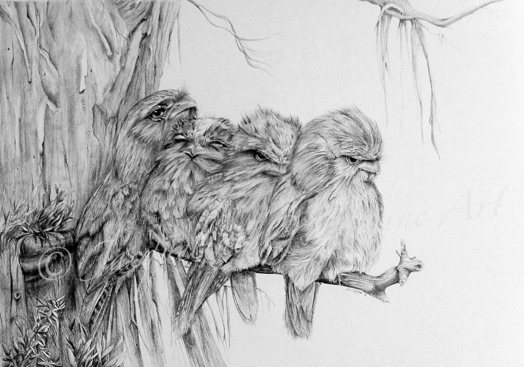 Tawny Frogmouth Family Series - SOLD