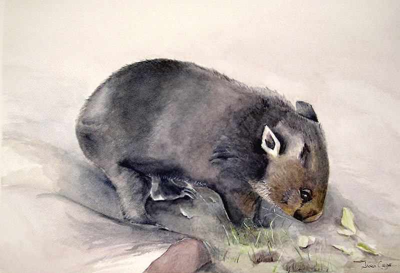 Wombat Fossicking - SOLD